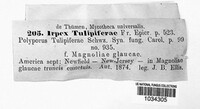 Irpex lacteus image